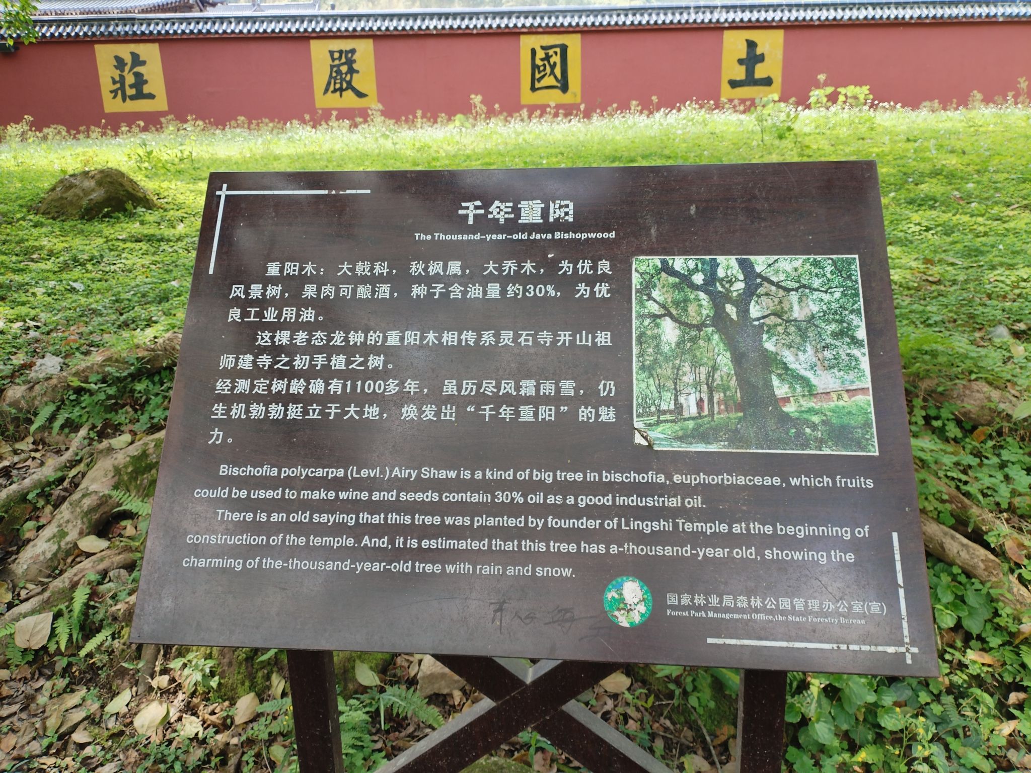 灵石山国家森林公园旅行图片 3