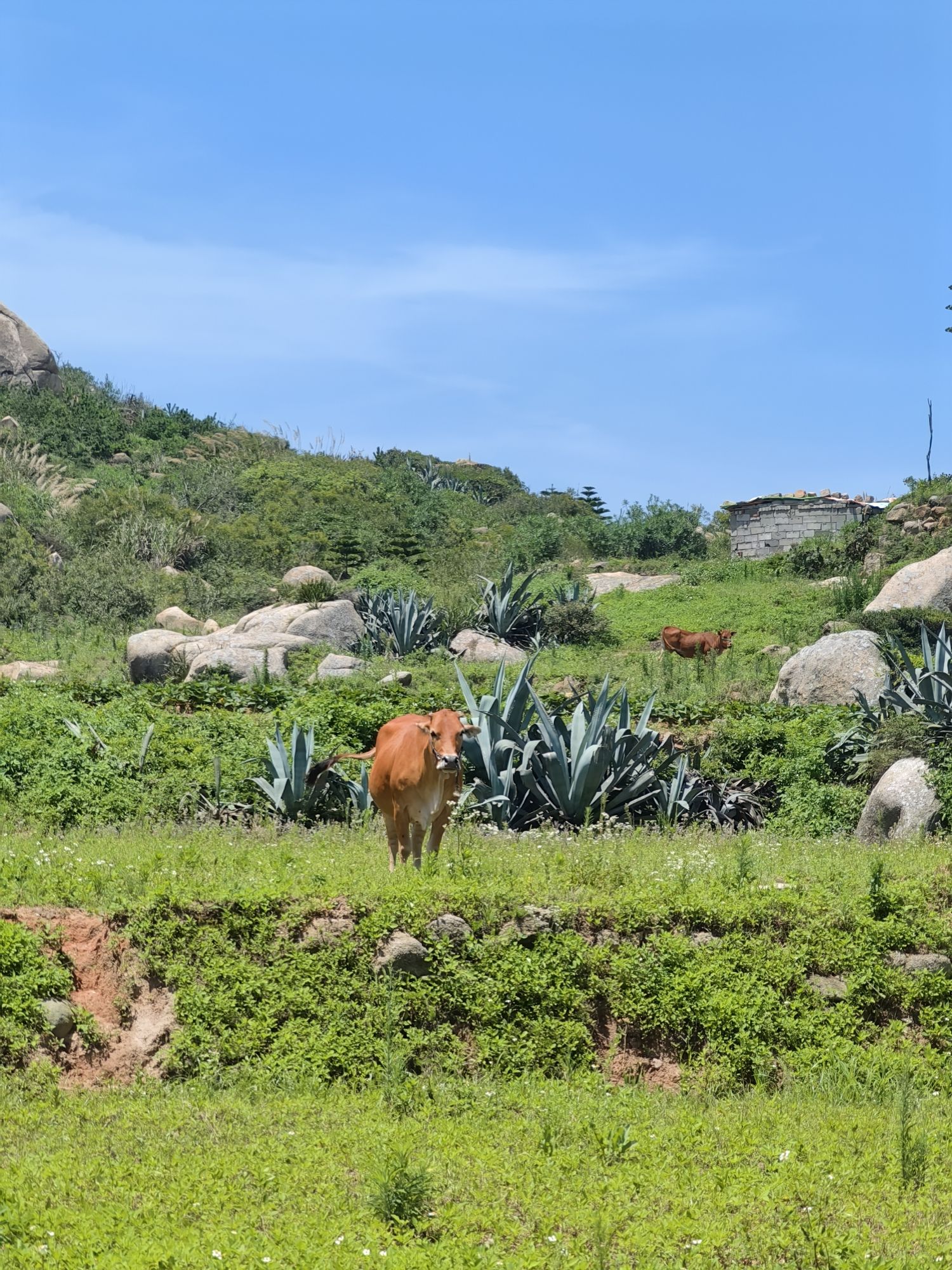 青观顶石林旅行图片 3