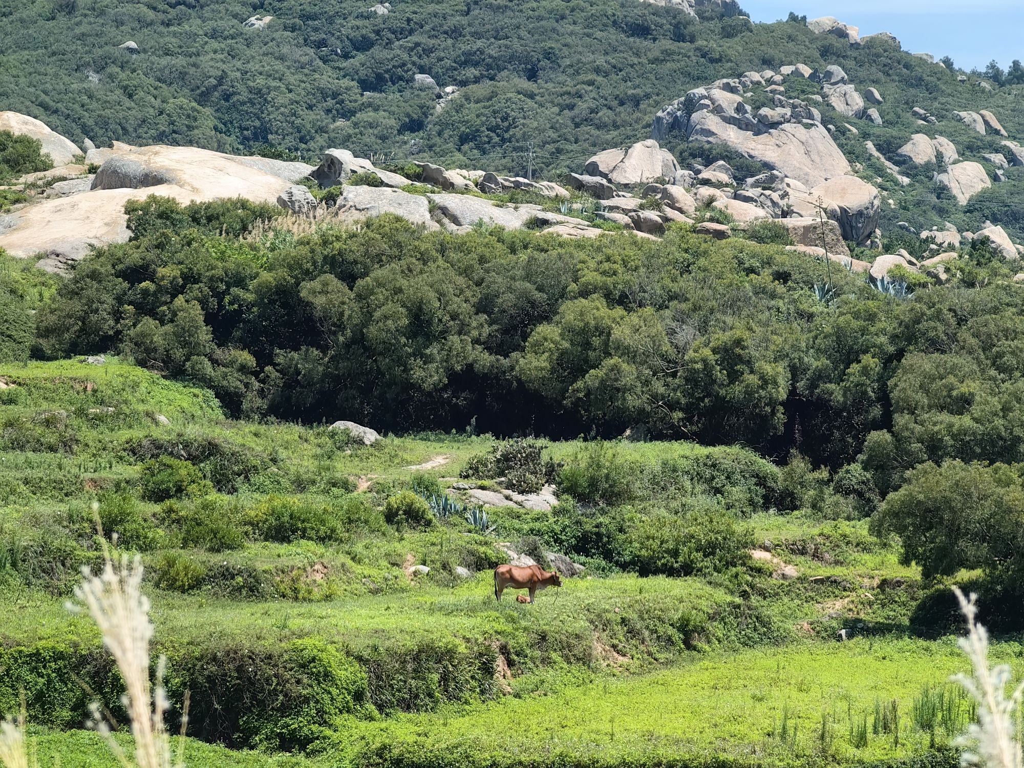 青观顶石林旅行图片 2