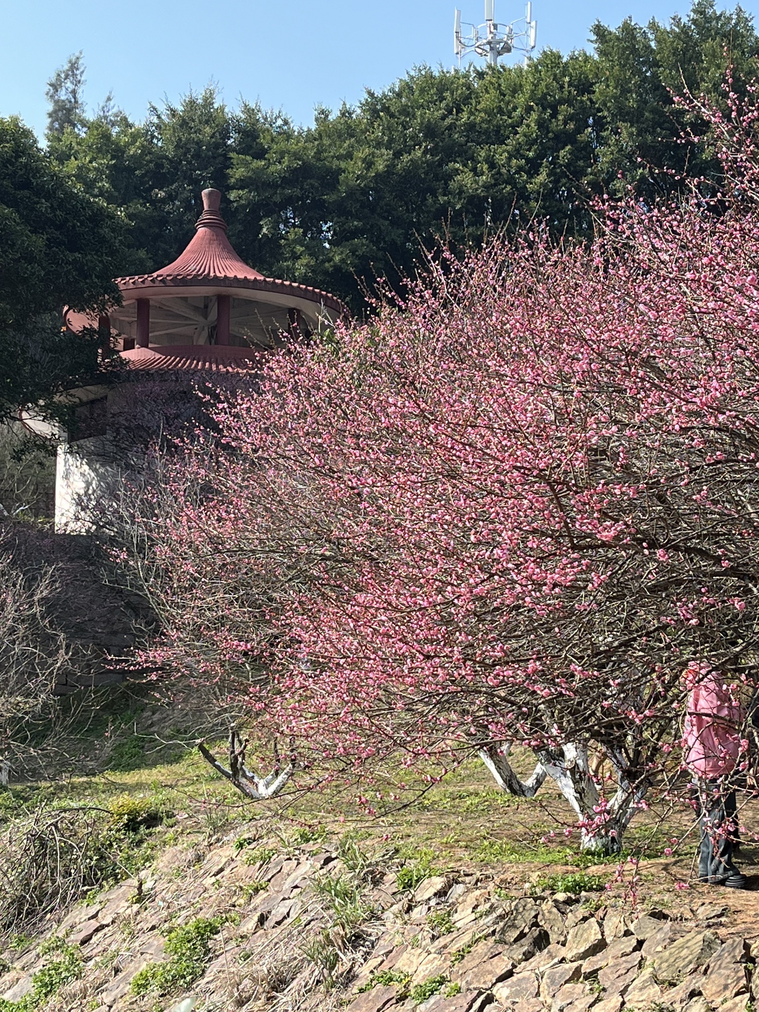 将军山公园旅行图片 3