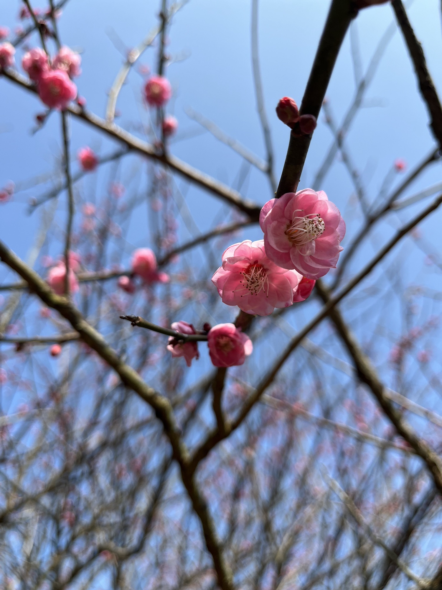 将军山公园旅行图片 2