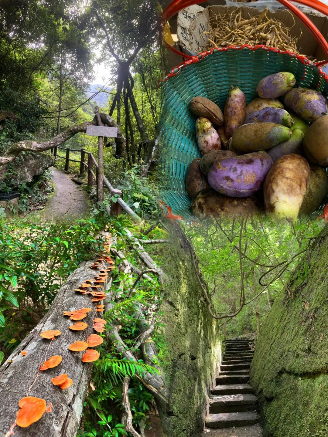 青云山景区旅行图片 2