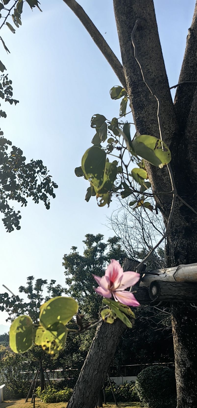 台江区江滨公园旅行图片 3