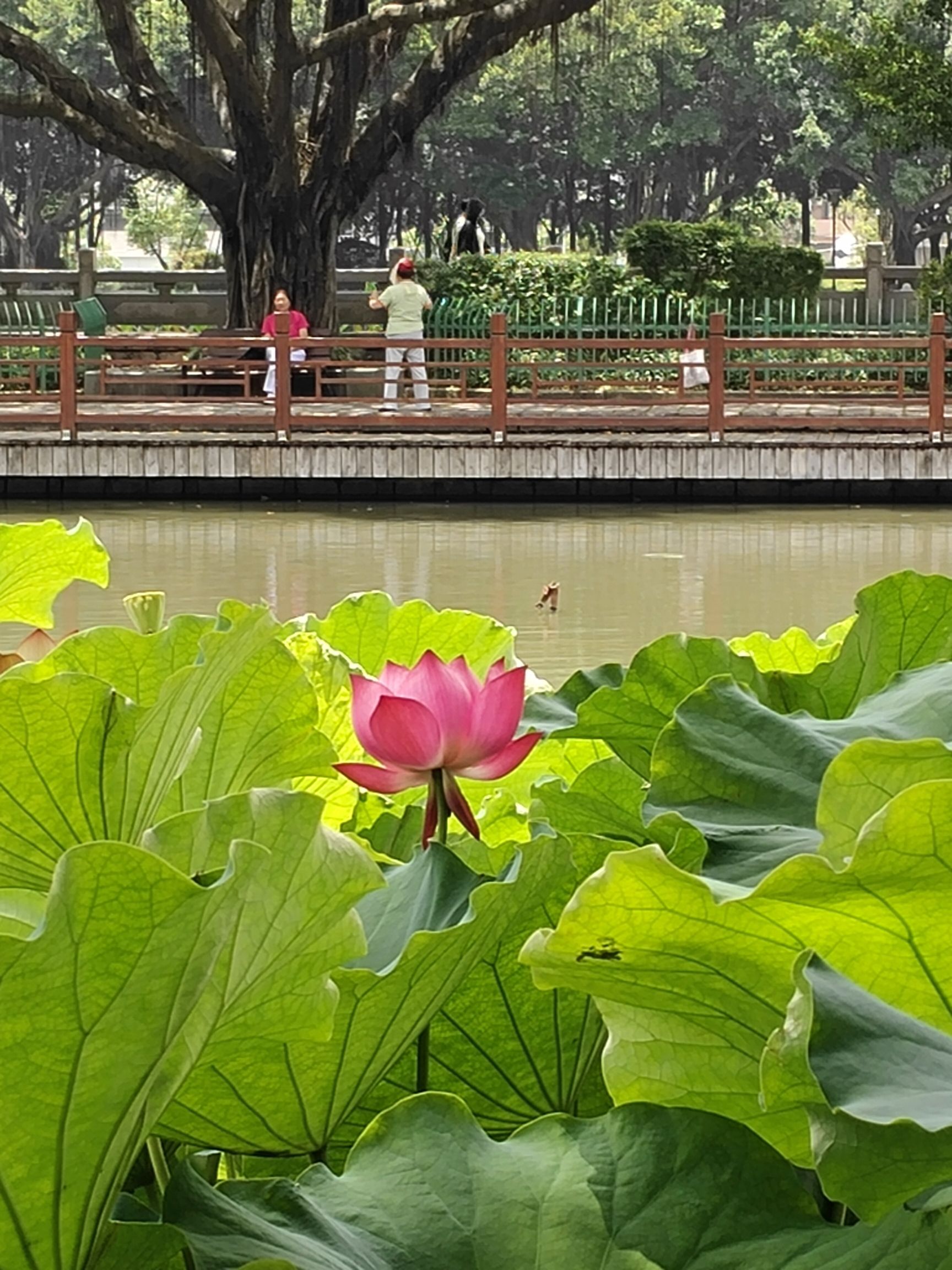 光明港公园旅行图片 2