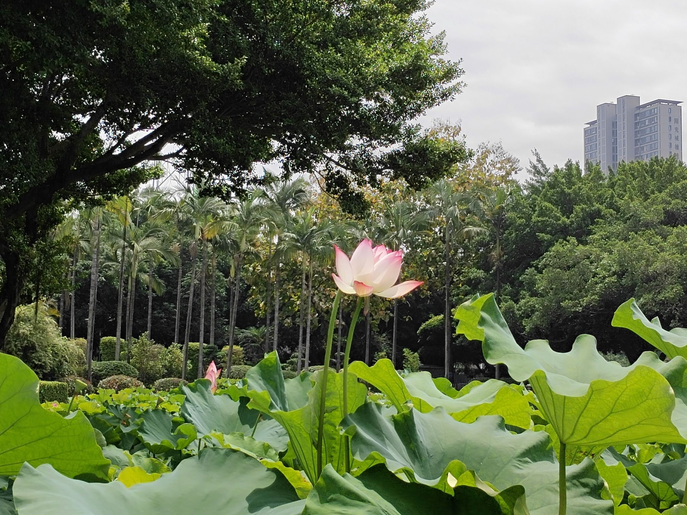 光明港公园旅行图片 3