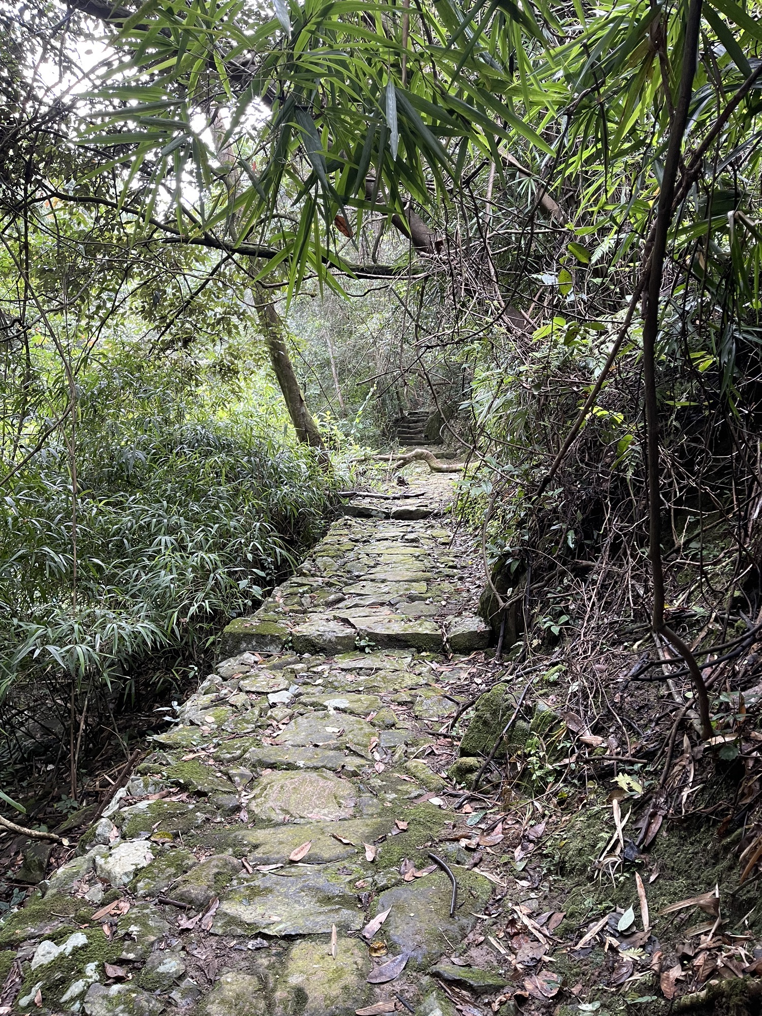 三叠井森林公园旅行图片 1
