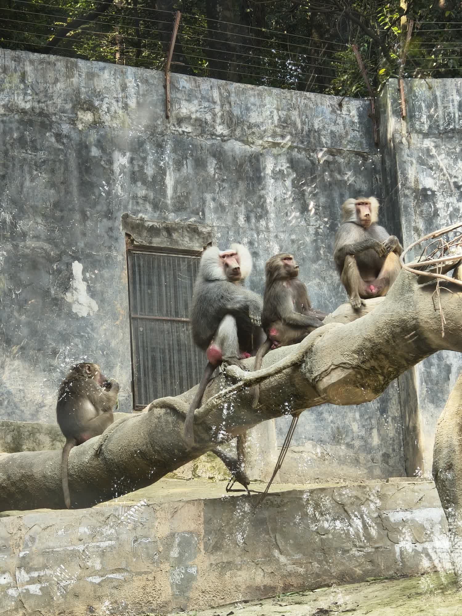 福州动物园旅行图片 3