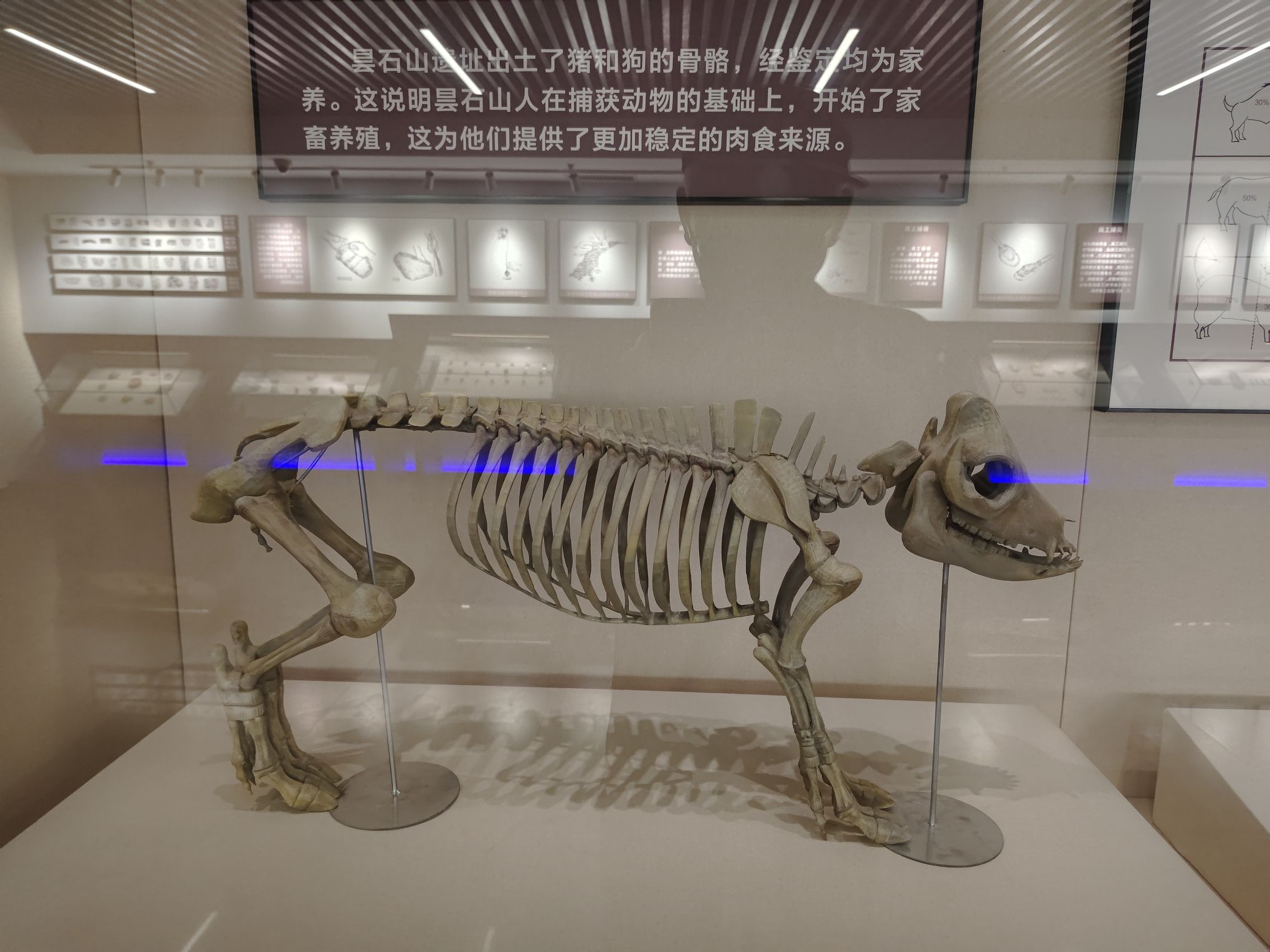 福建省昙石山遗址博物馆旅行图片 3