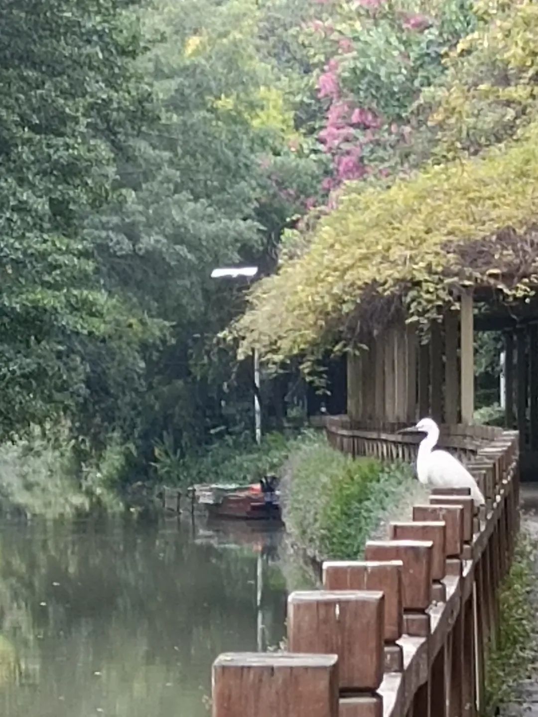 白马河公园旅行图片 2