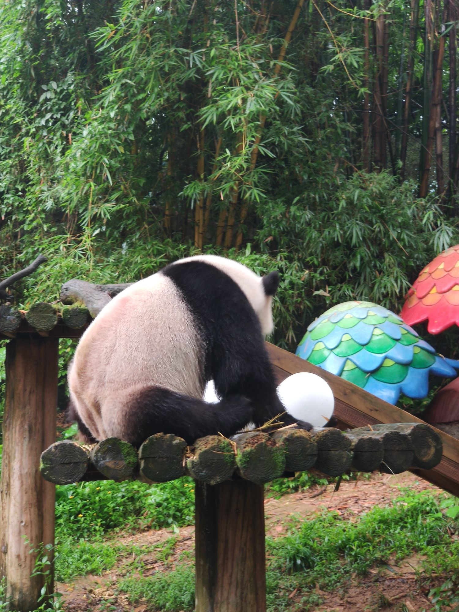 福州熊猫世界旅行图片 2