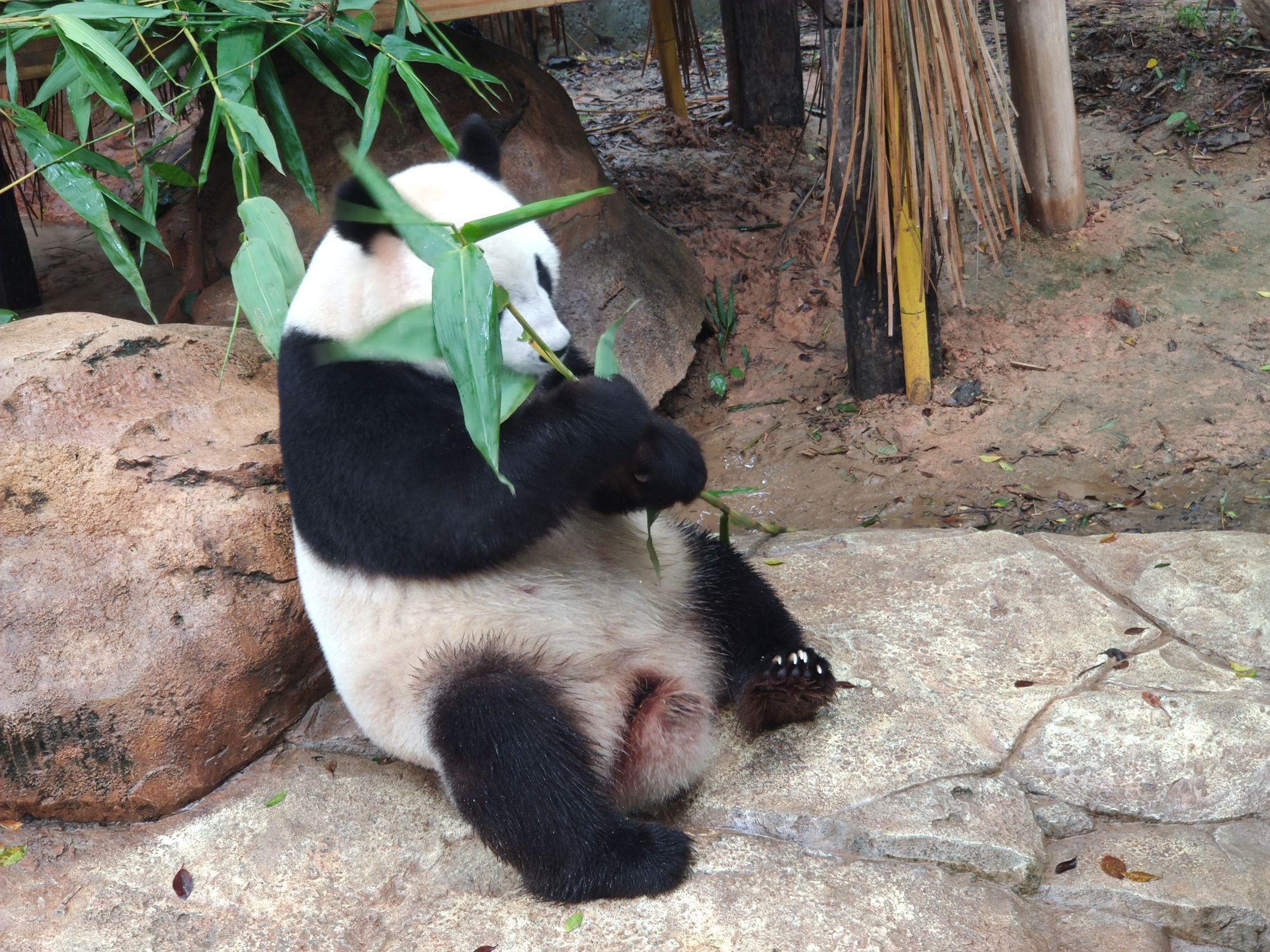 福州熊猫世界旅行图片 1