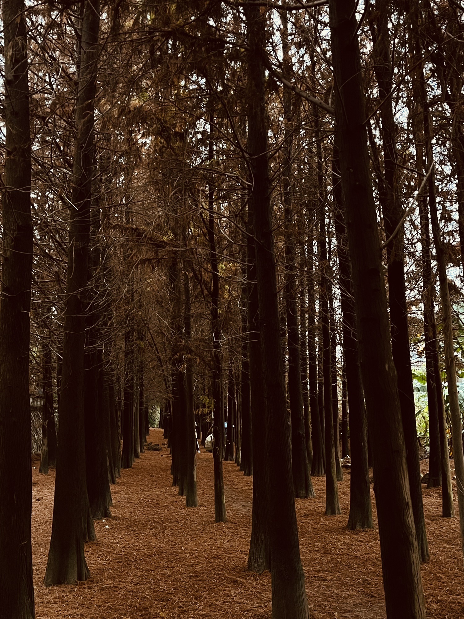 华侨公园旅行图片 3