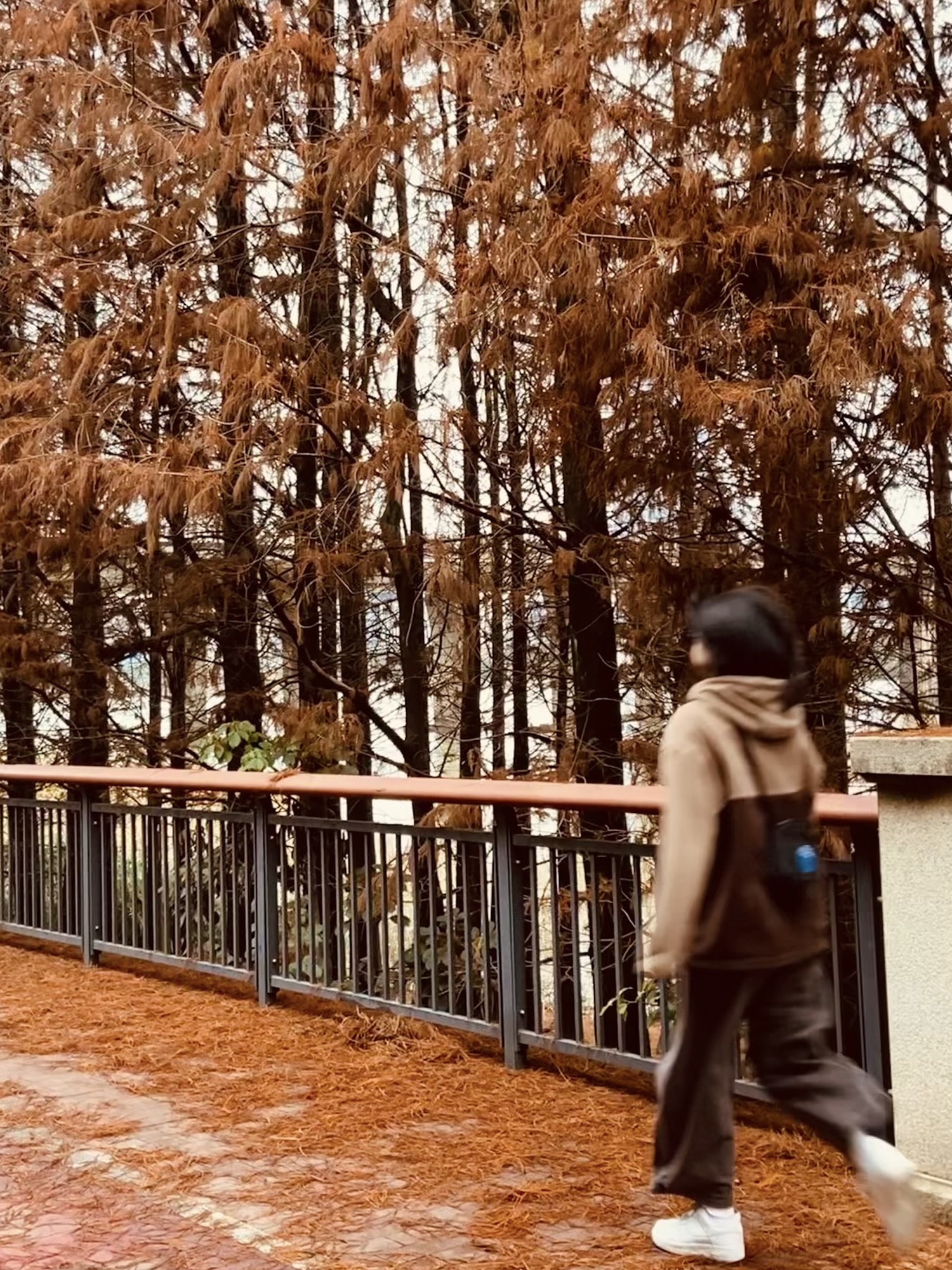 华侨公园旅行图片 1