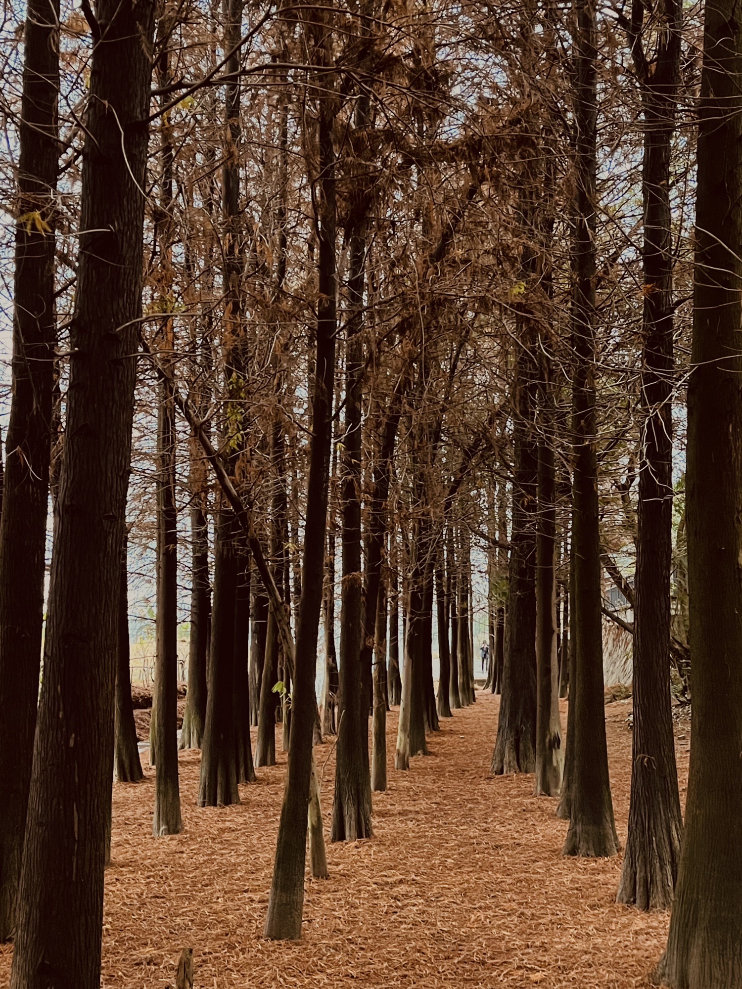 华侨公园旅行图片 2