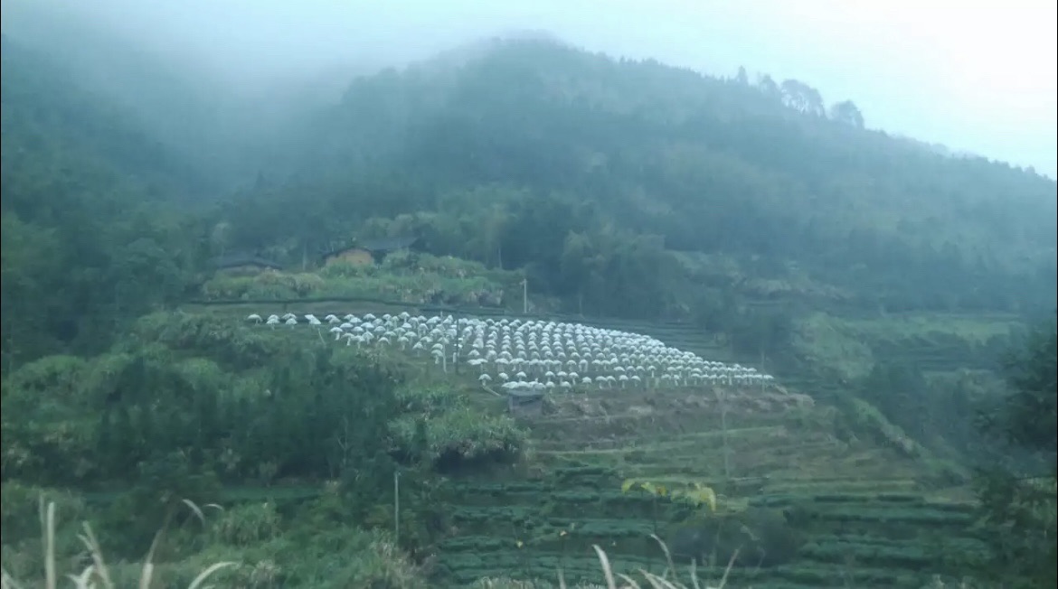 白云山旅行图片 1