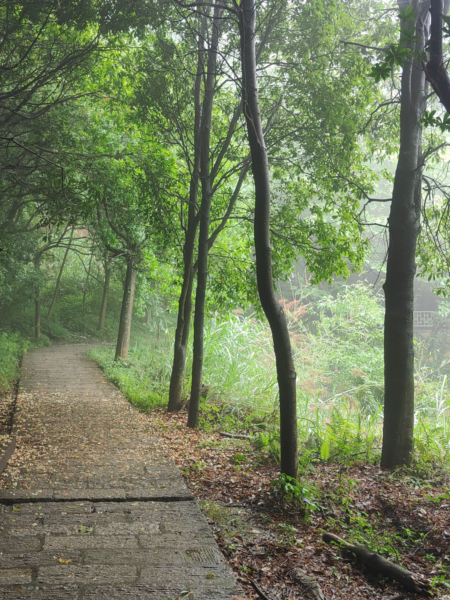 状元岭旅行图片 2