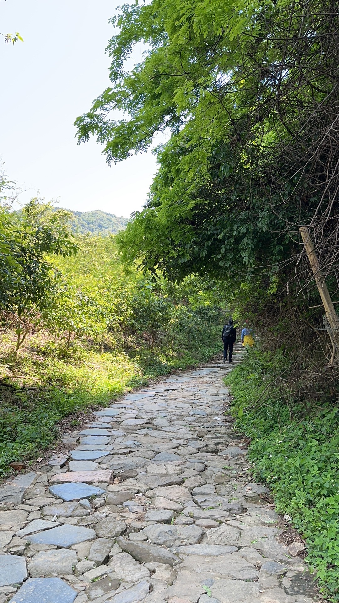 状元岭旅行图片 1
