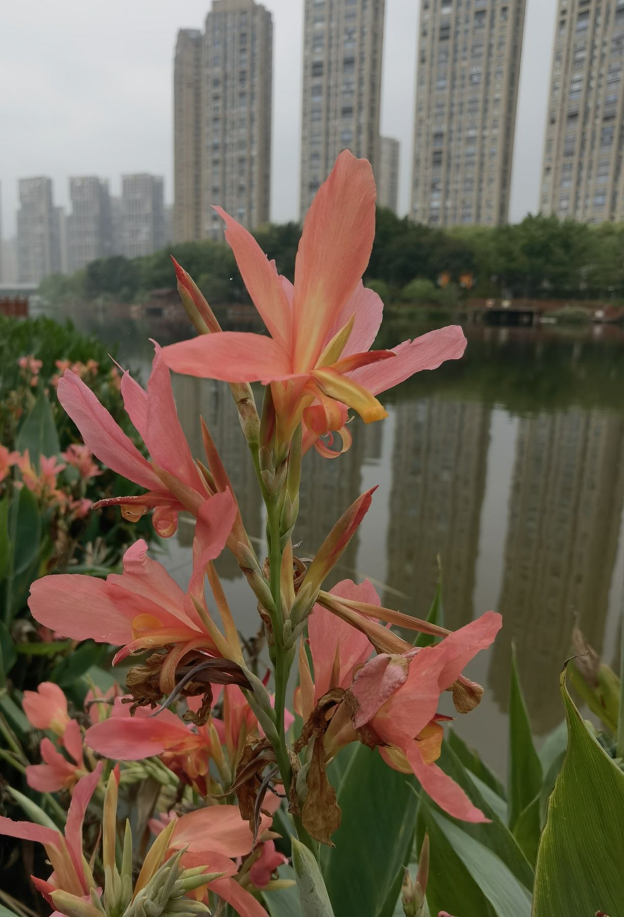 琴亭湖公园旅行图片 2