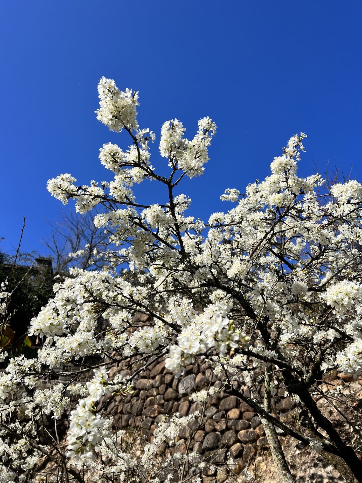 鹅峰寺旅行图片 3