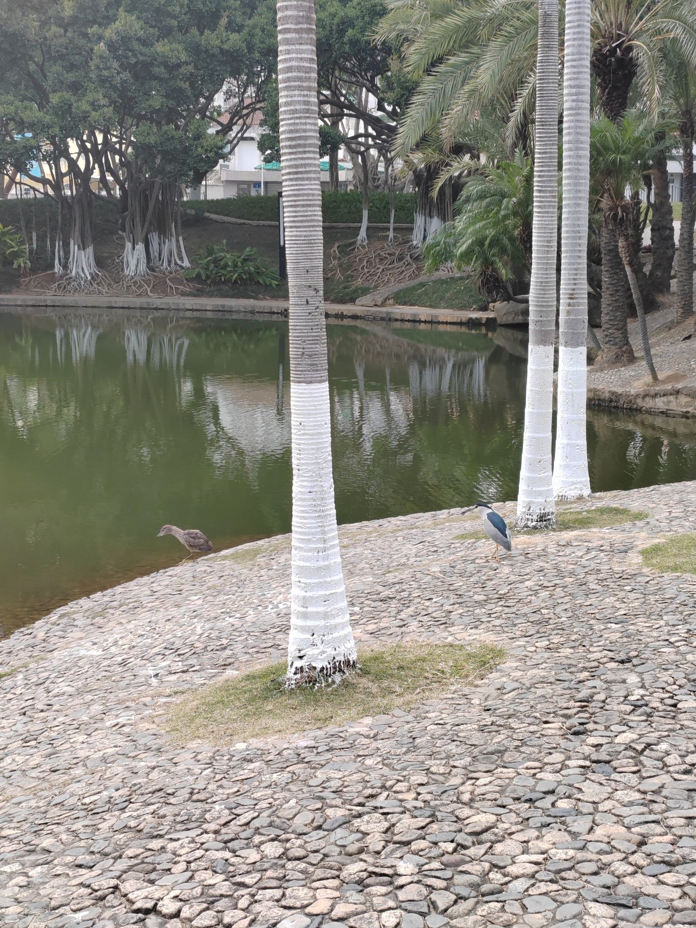 莲花公园旅行图片 3
