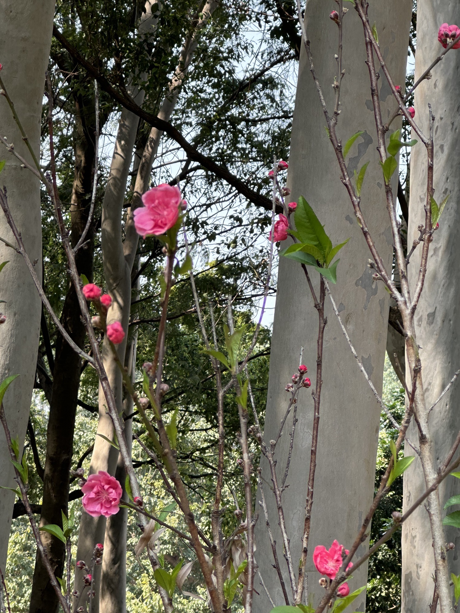 忠仑公园旅行图片 1
