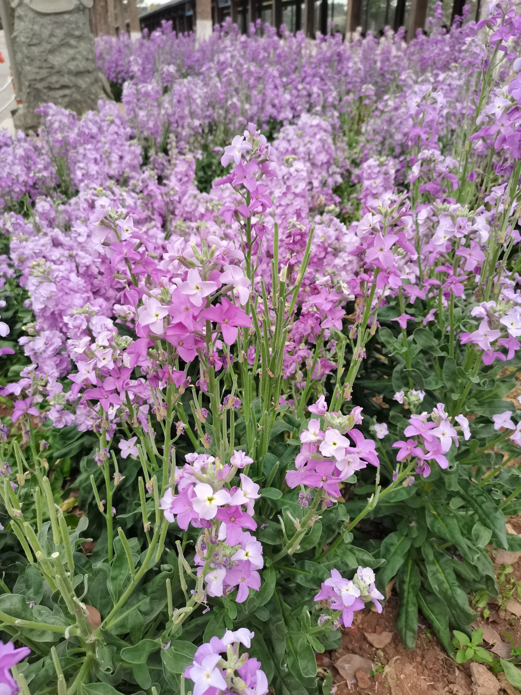 仙岳公园旅行图片 3