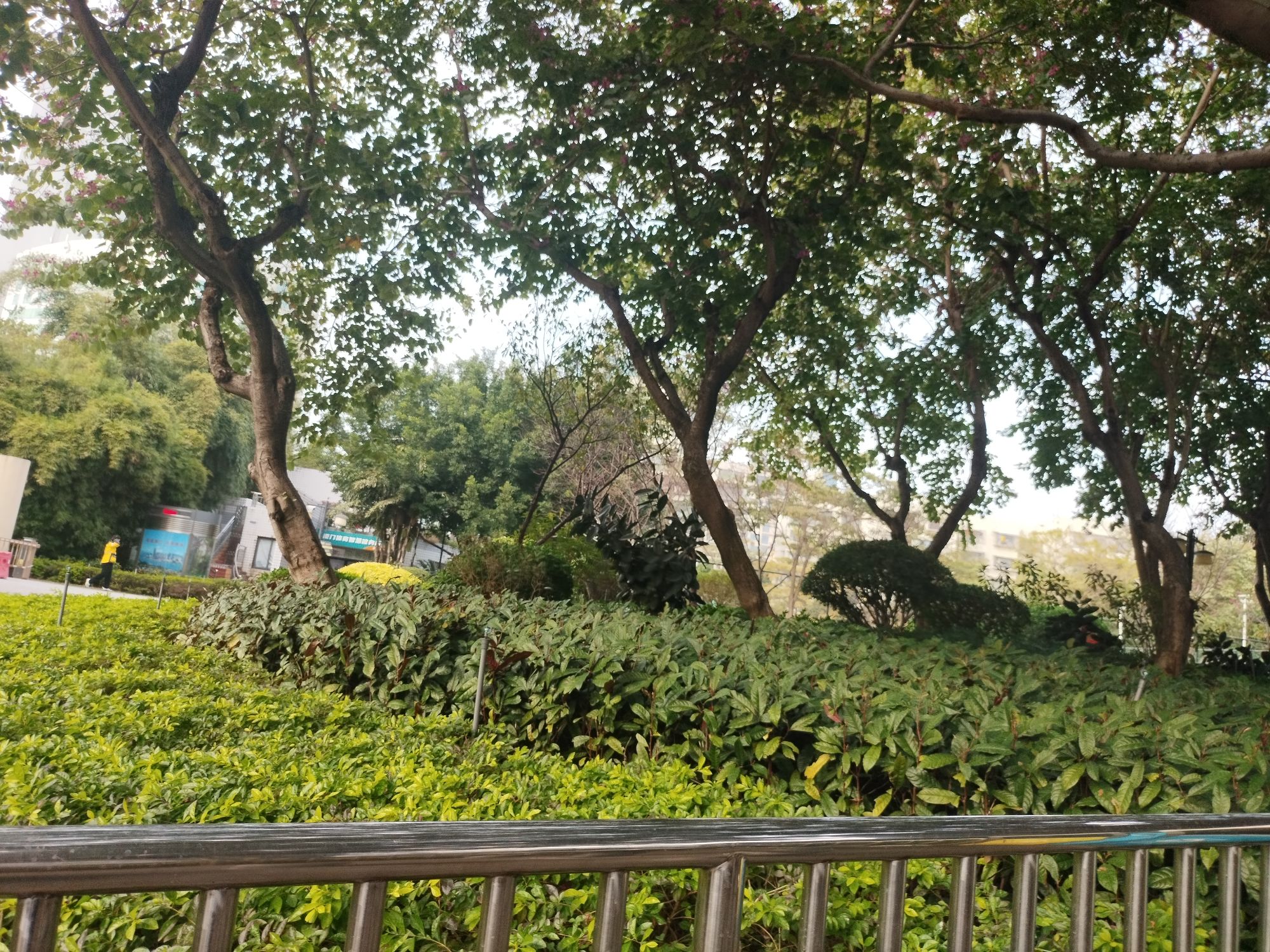 松柏公园旅行图片 3