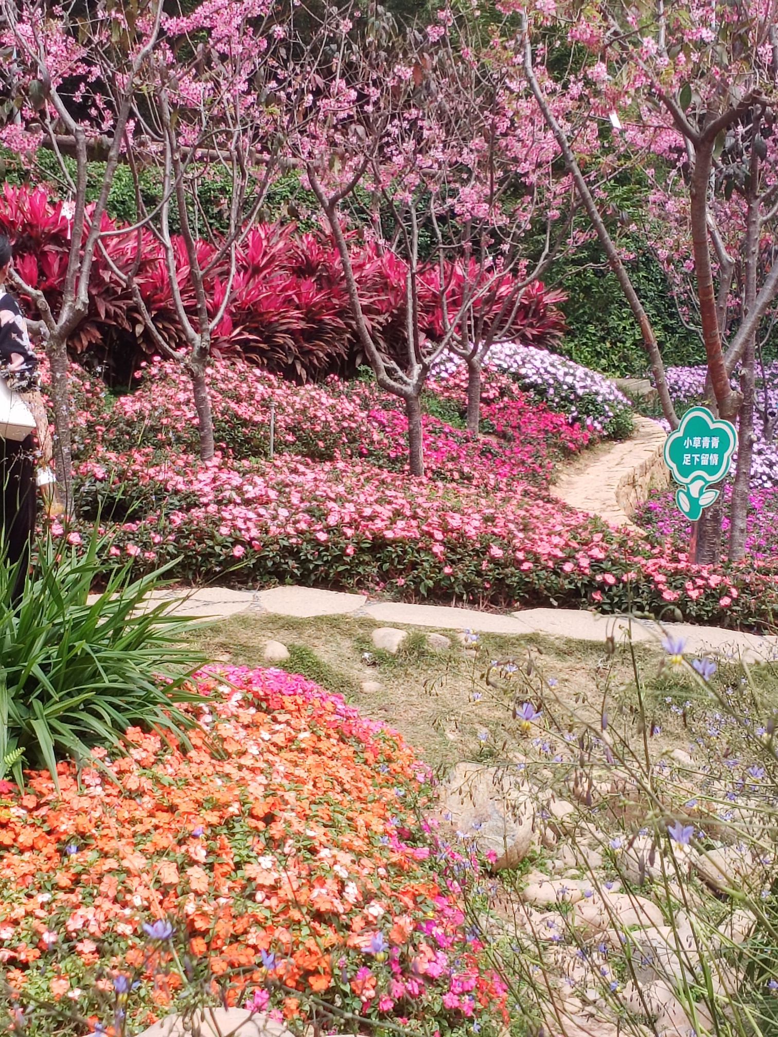 狐尾山公园旅行图片 3