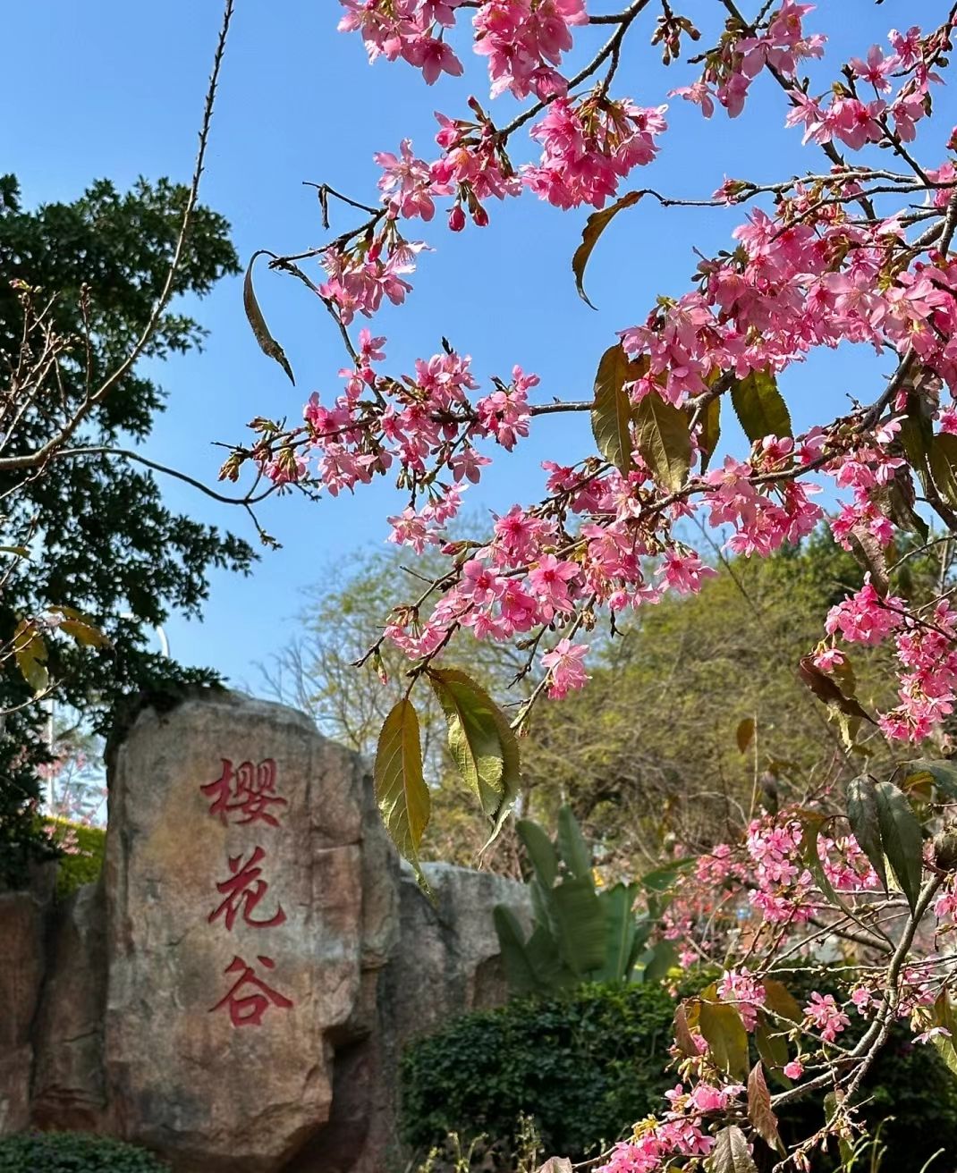 狐尾山公园旅行图片 1