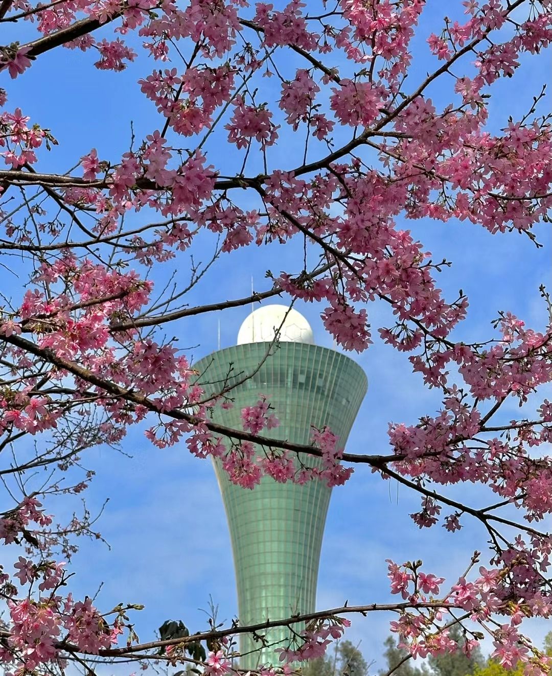 狐尾山公园旅行图片 2