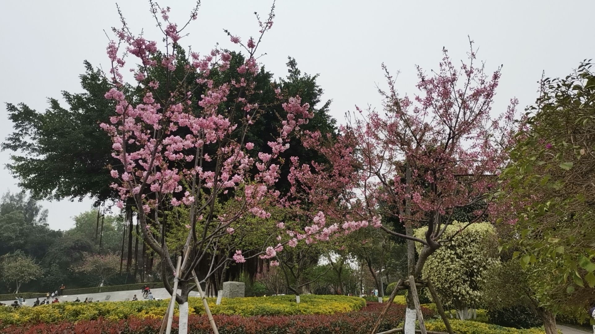狐尾山公园旅行图片 1