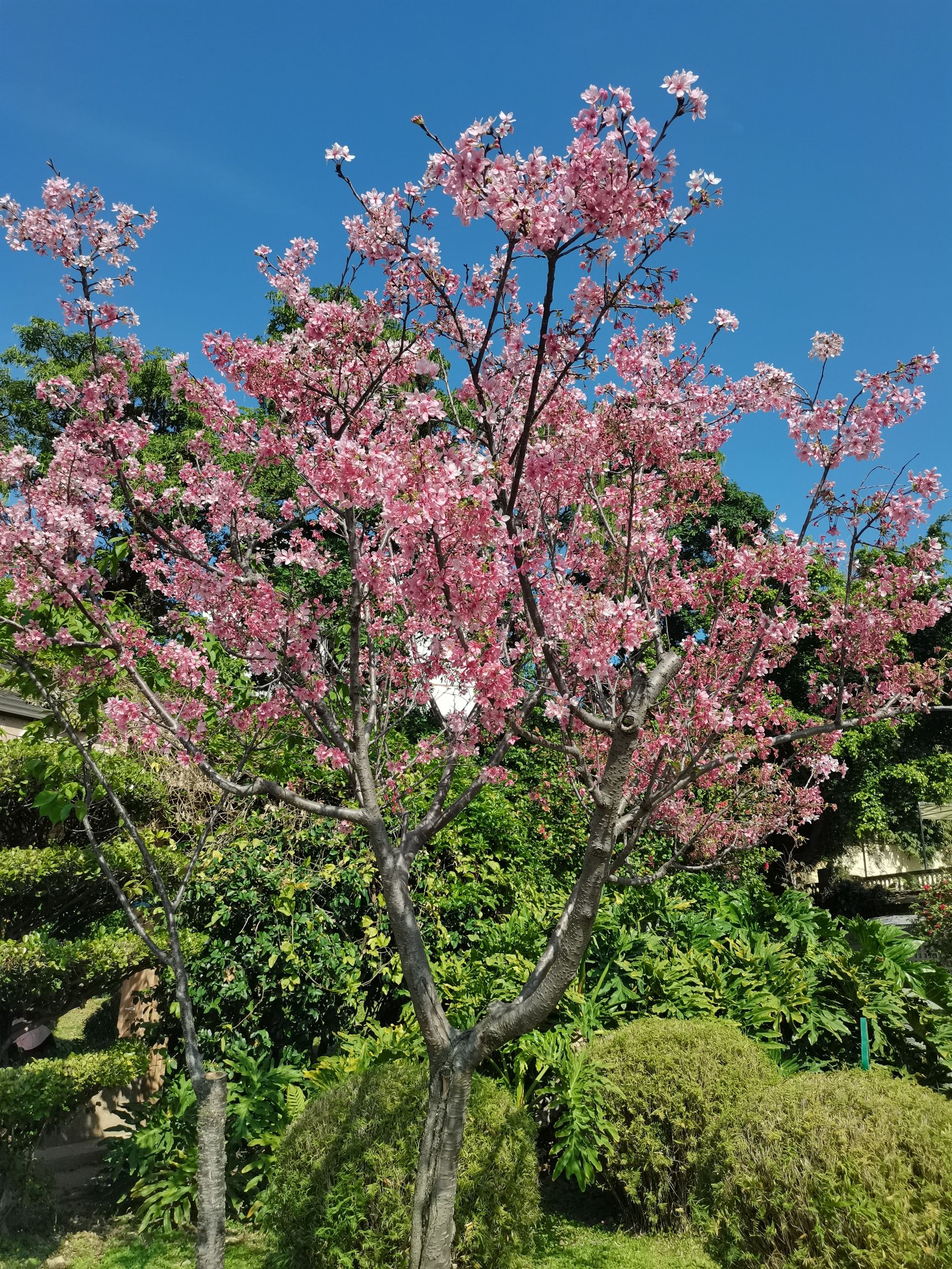 南湖公园旅行图片 1
