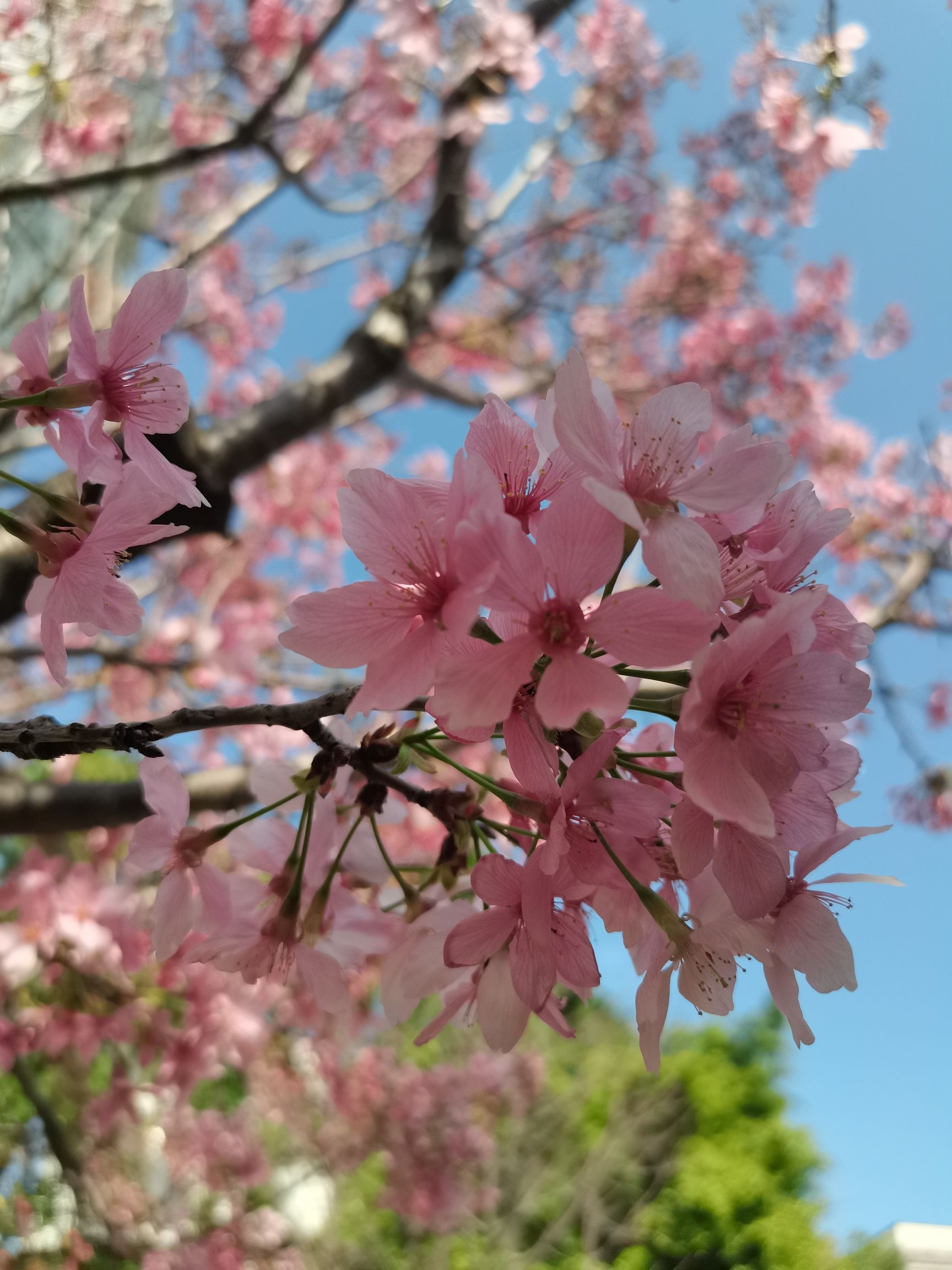 南湖公园旅行图片 3