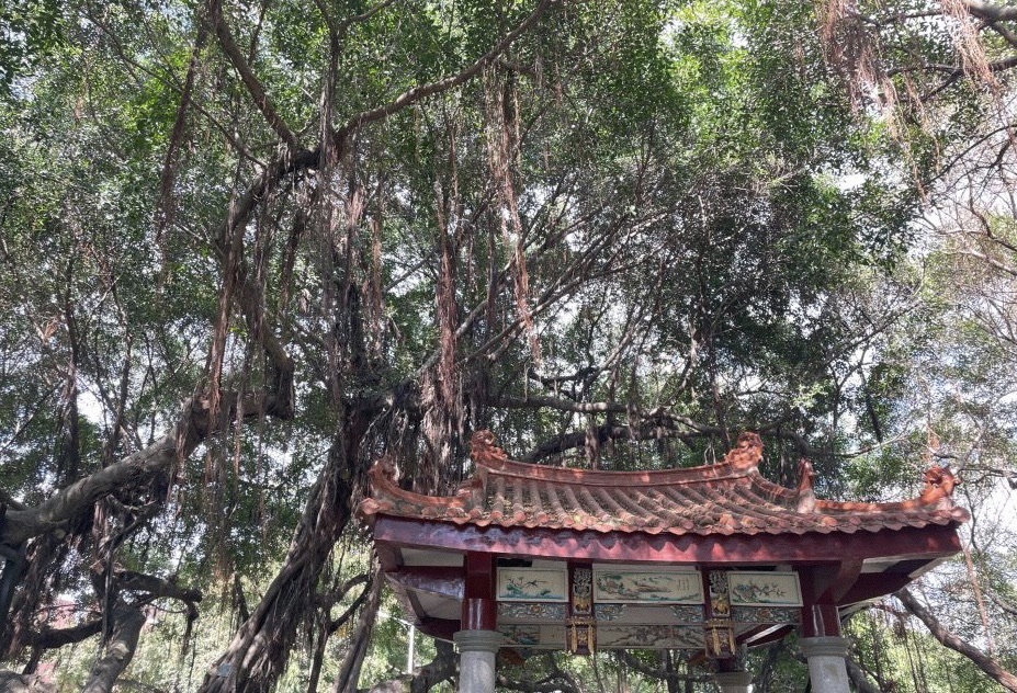 古榕公园旅行图片 3