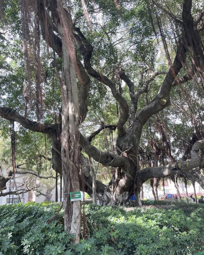 古榕公园旅行图片 2
