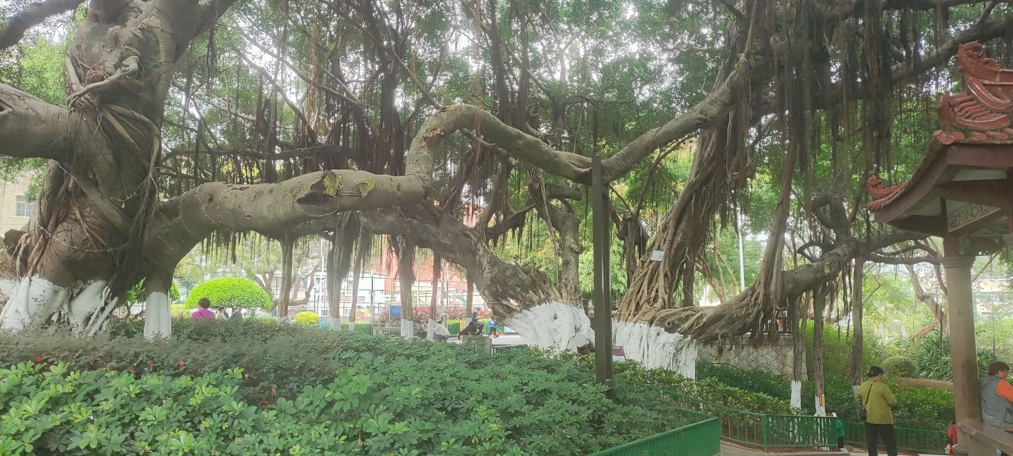 古榕公园旅行图片 3