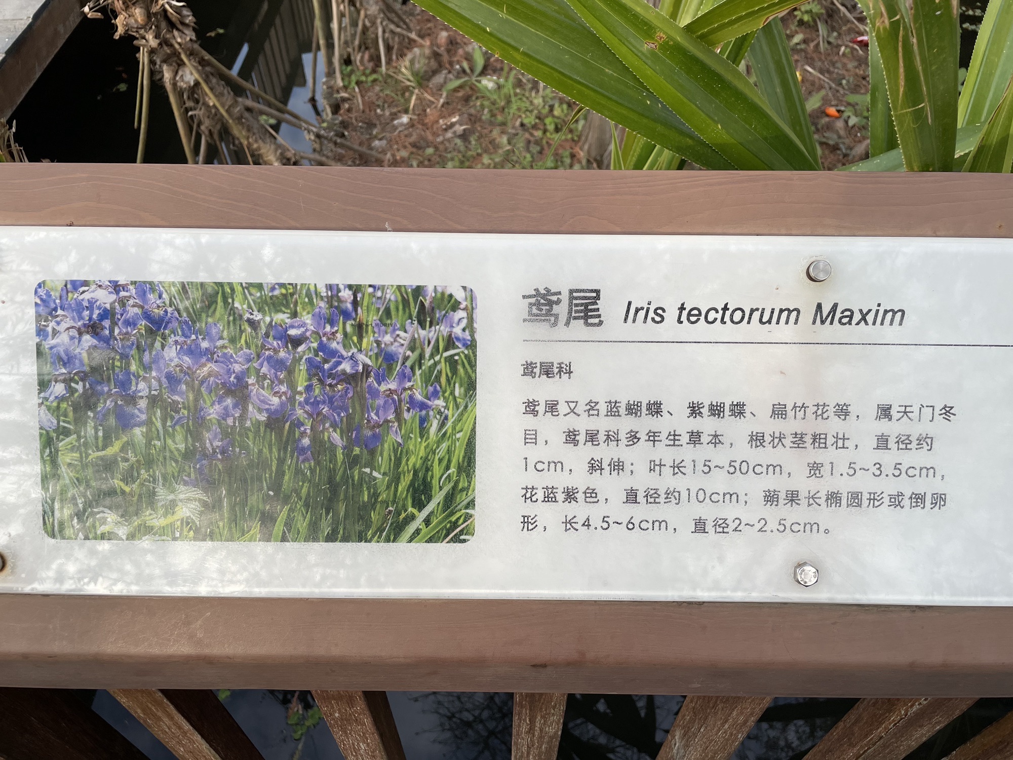 五缘湾湿地公园旅行图片 3