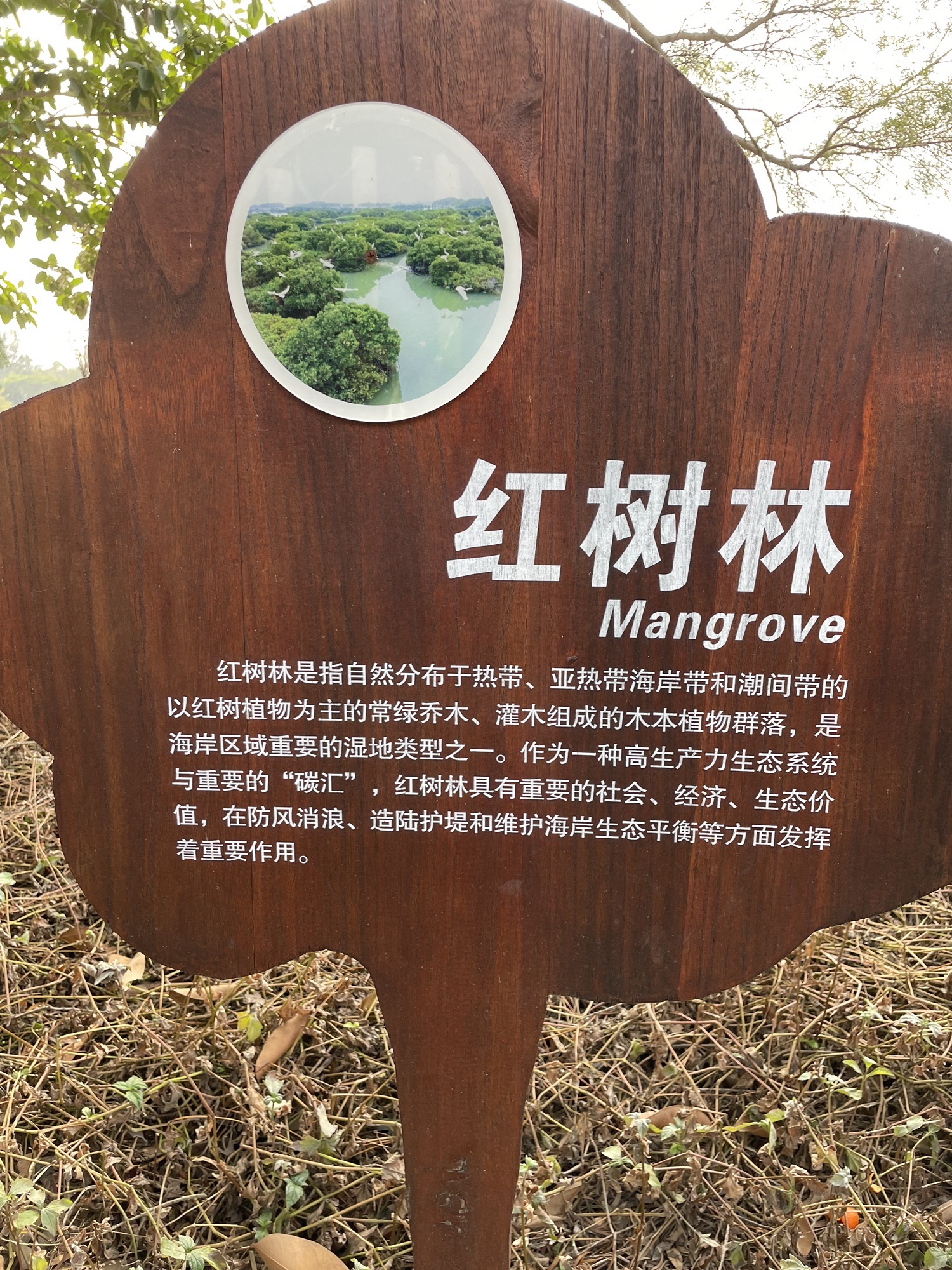 五缘湾湿地公园旅行图片 2