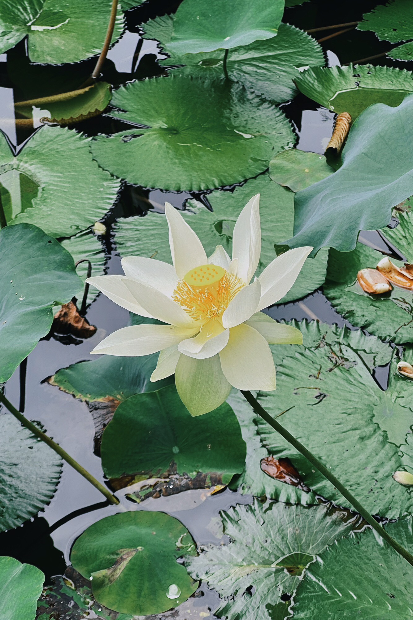 五缘湾湿地公园旅行图片 3