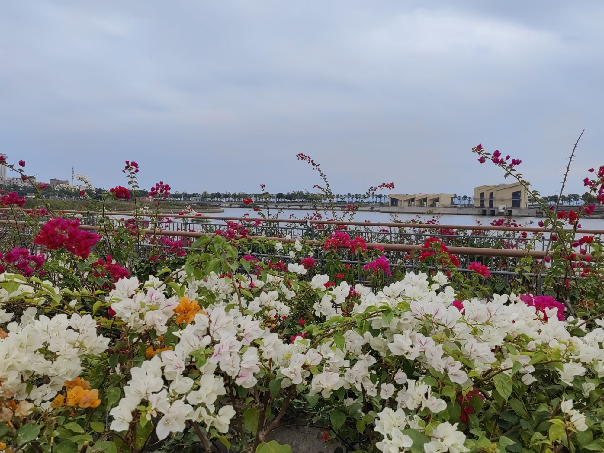 月美池公园旅行图片 2