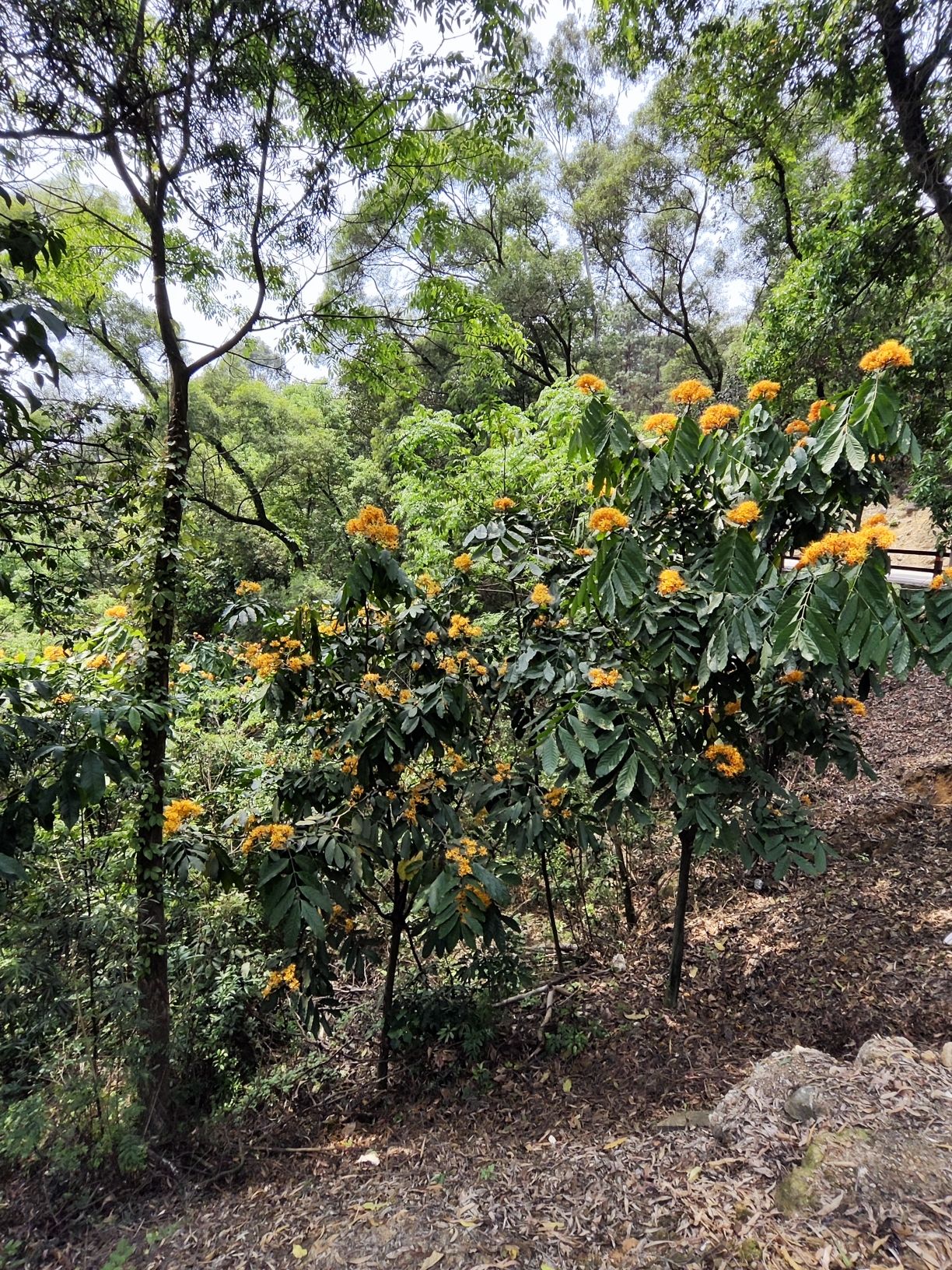 天竺山森林公园旅行图片 3