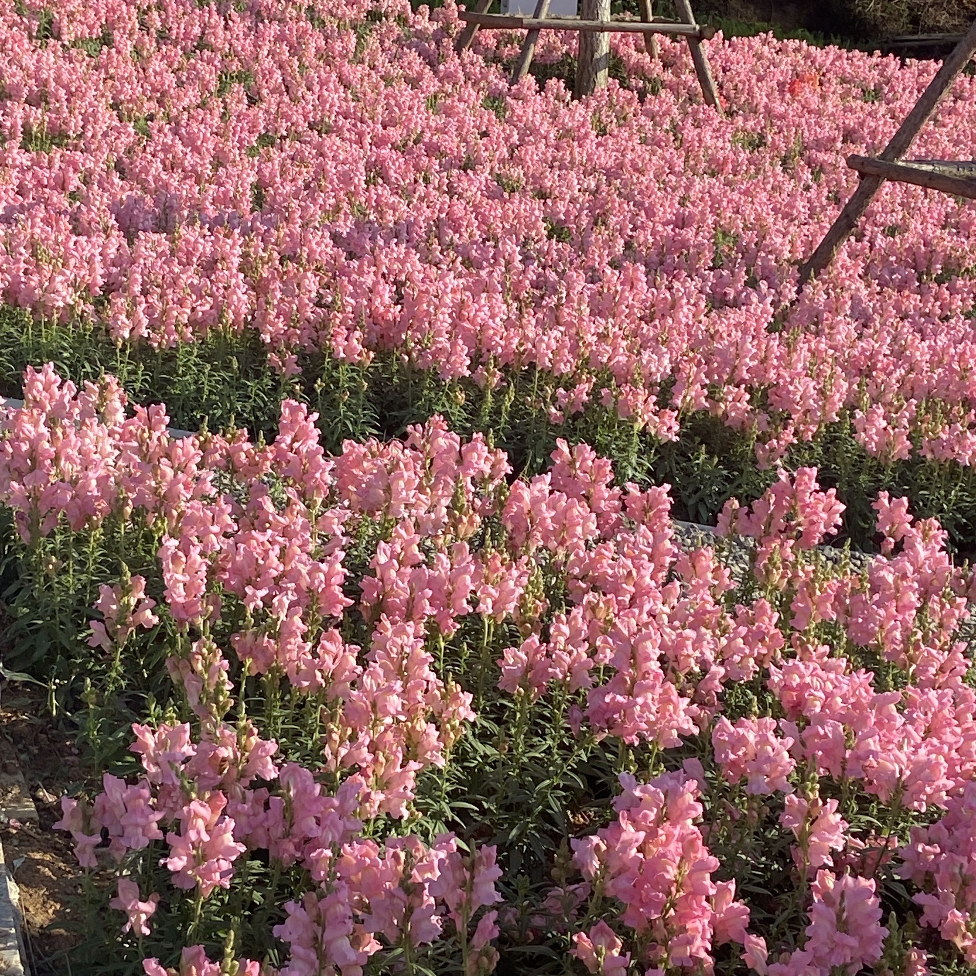 东坪山公园旅行图片 1