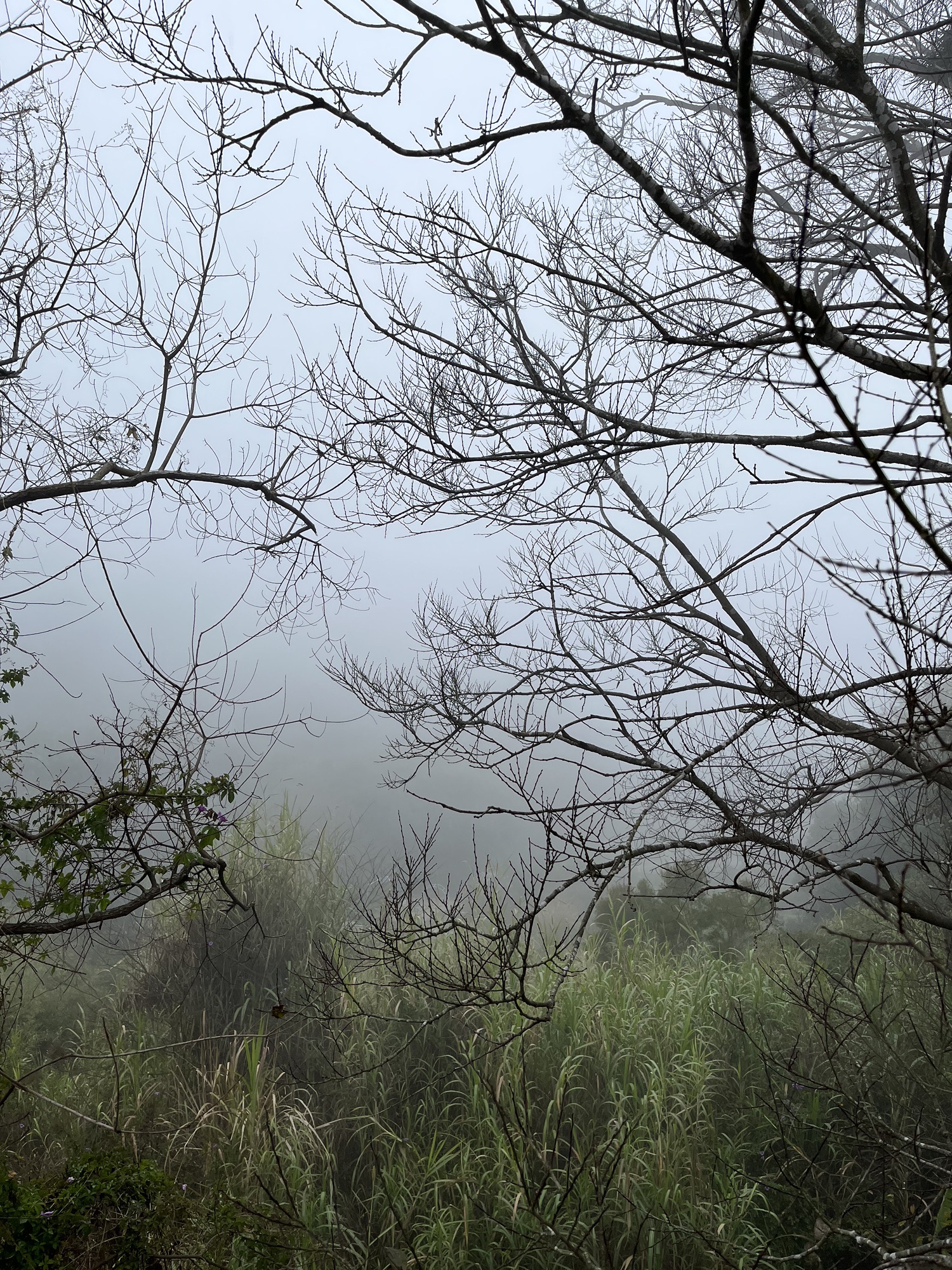 东坪山公园旅行图片 1