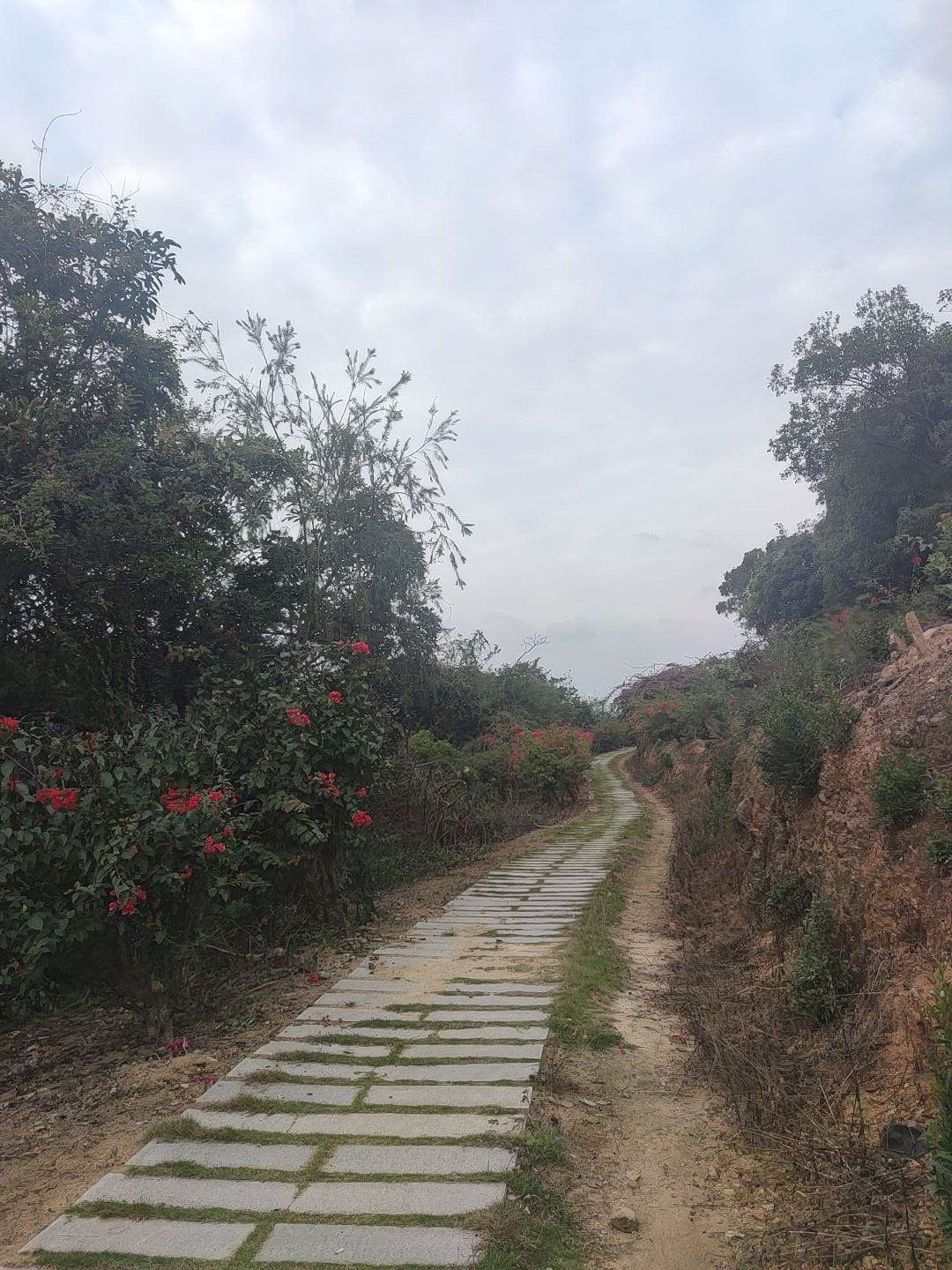 大帽山三角梅园旅行图片 3