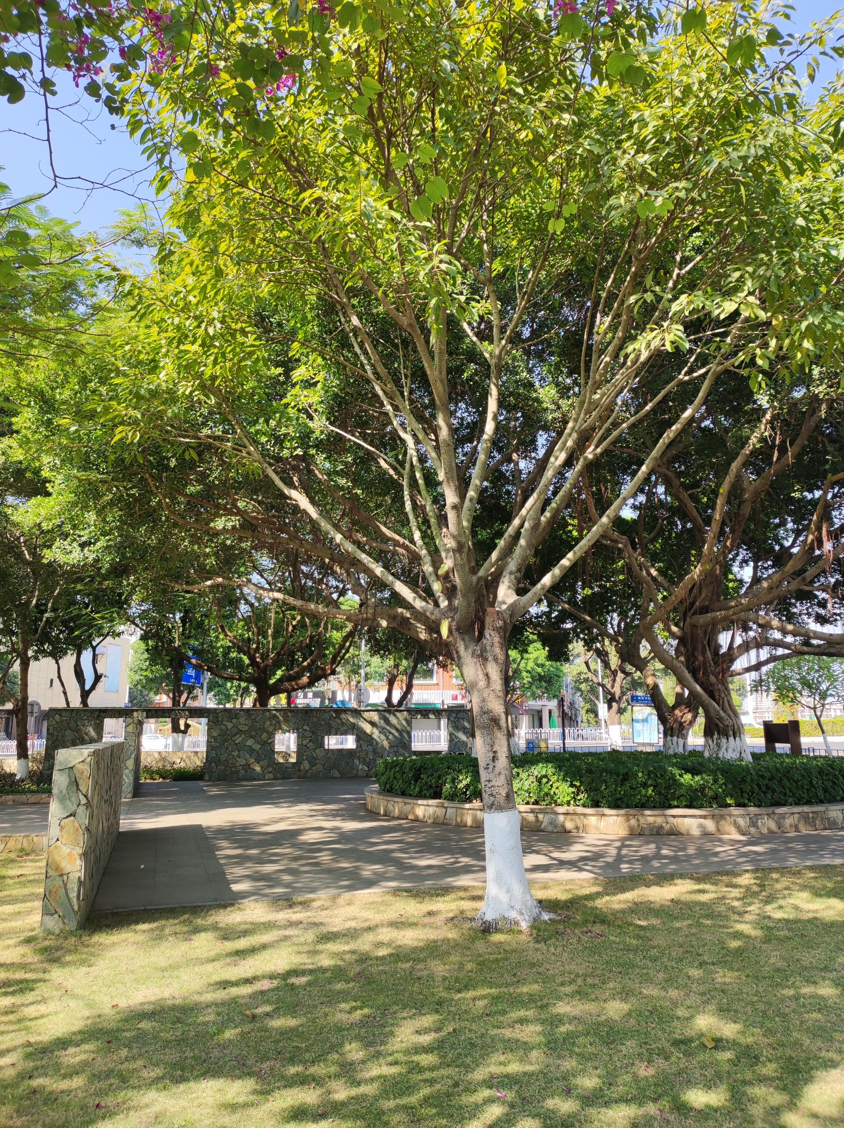 银湖公园旅行图片 3