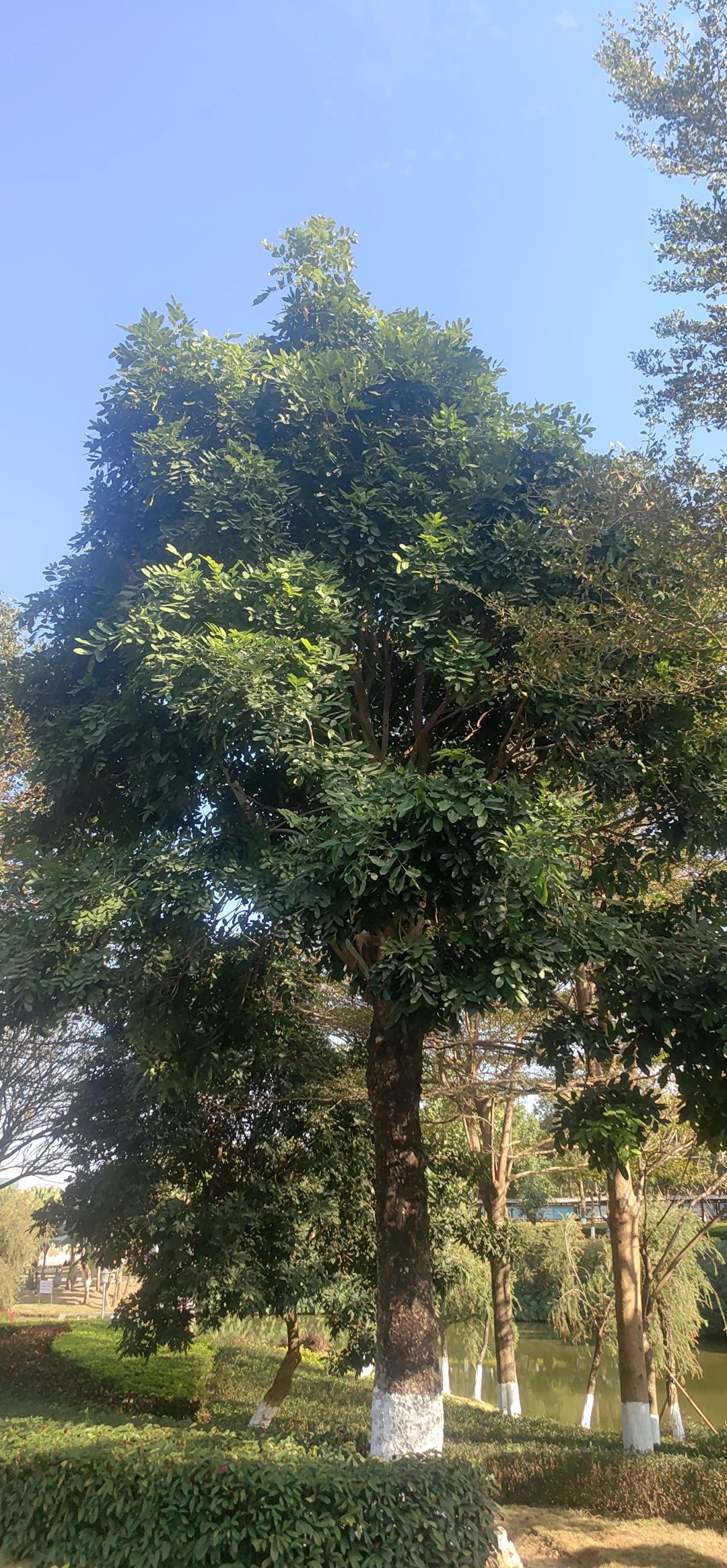 灌口镇风景湖公园旅行图片 3