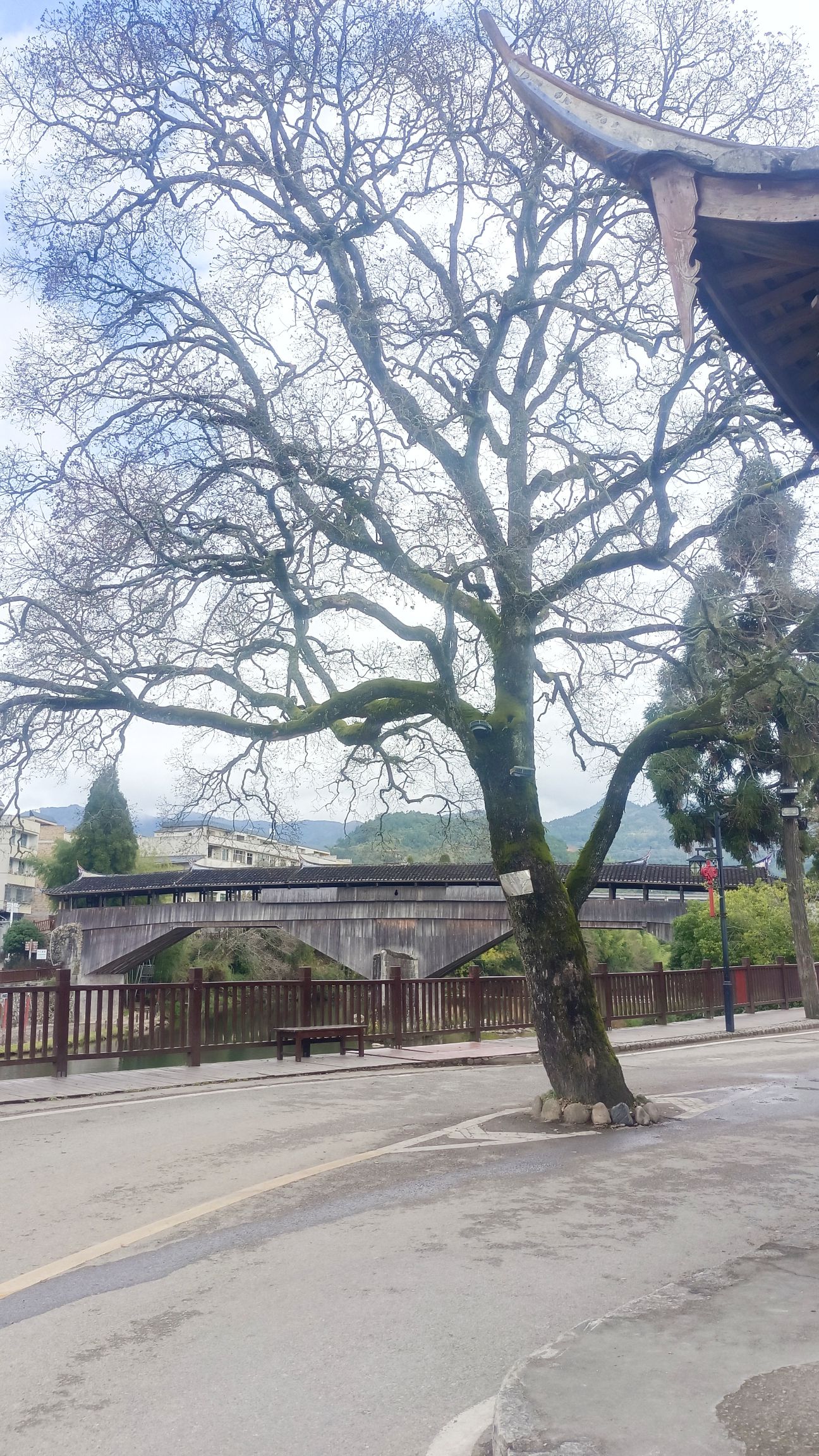 千乘桥旅行图片 2