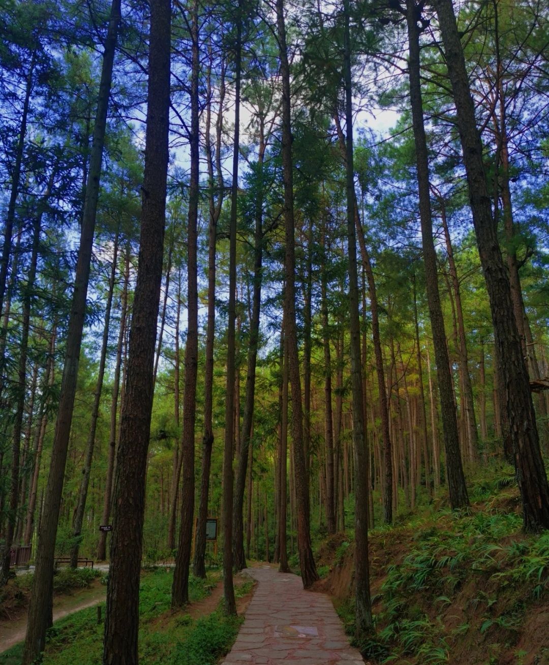 天马山风景区旅行图片 2