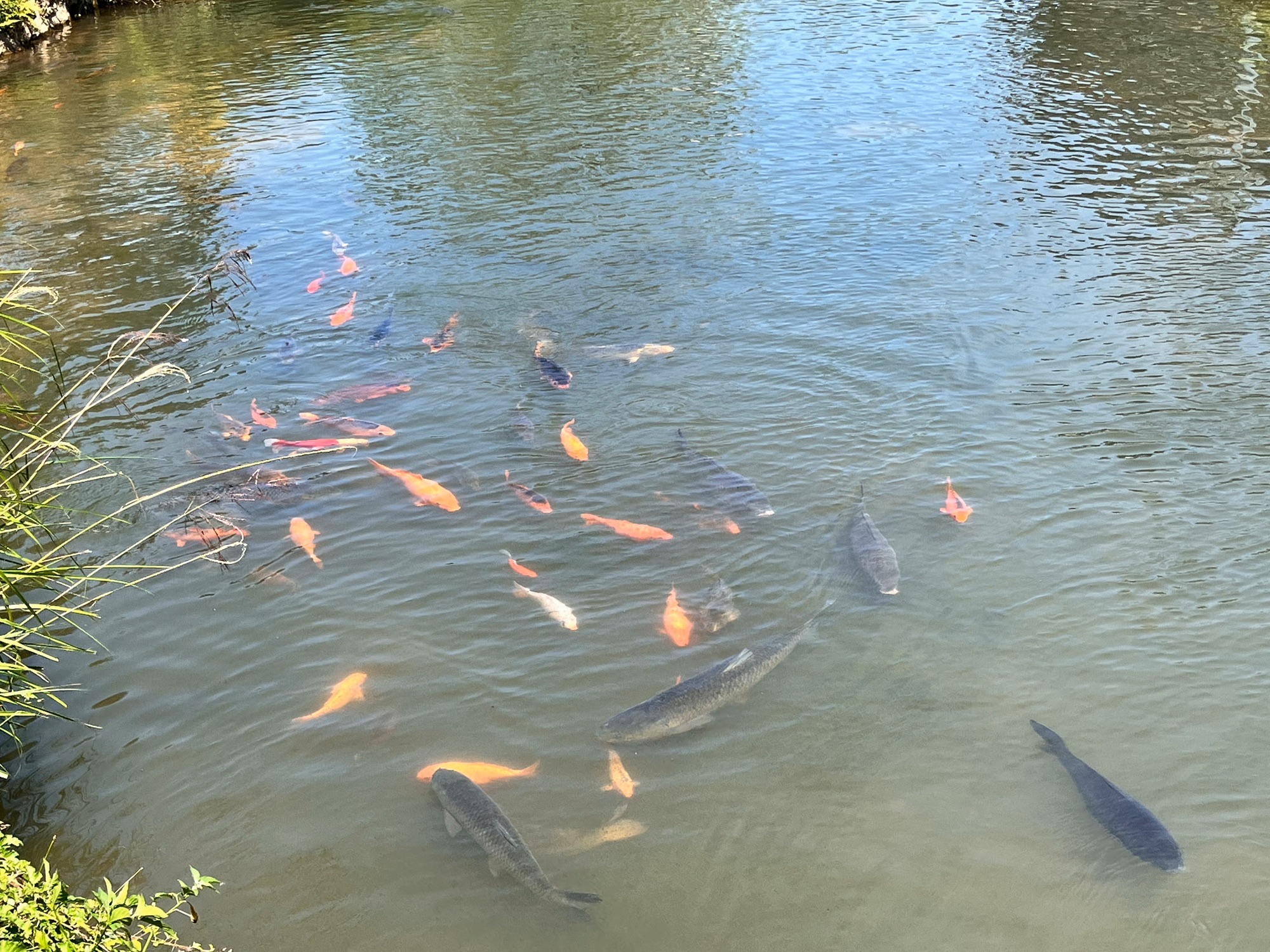 鲤鱼溪公园旅行图片 2