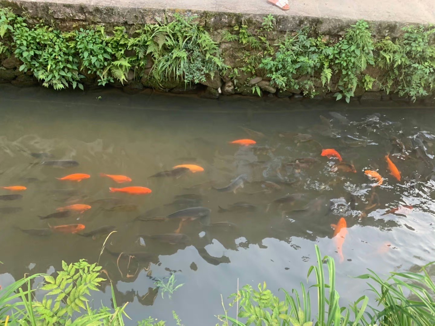 鲤鱼溪公园旅行图片 3